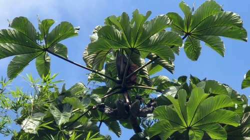 Umbauba
