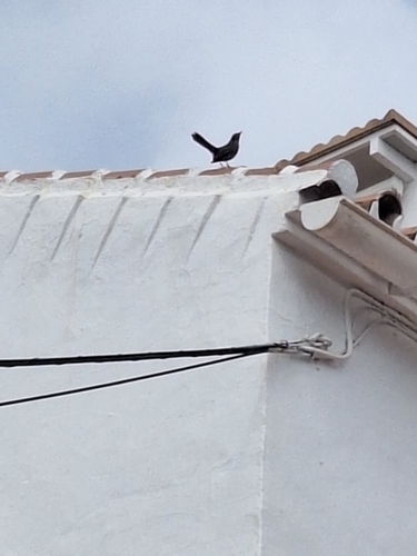 Avistamiento Turdus merula