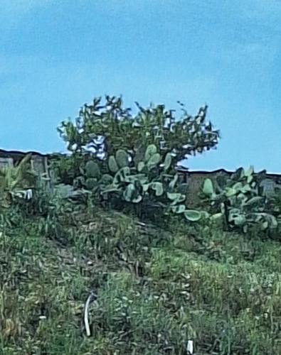 Avistamiento Chumbera (Opuntia ficus-indica)