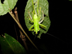 Panacanthus cuspidatus