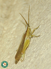 Duronia chloronota