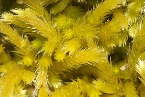 Homalothecium aureum observed 2026-04-11