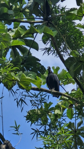 Black Vulture