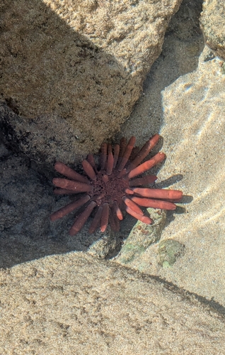 Heterocentrotus mamillatus observed 2026-05-05
