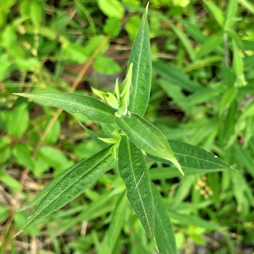 Symphyotrichum praealtum