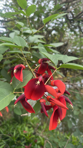 Erythrina crista-galli observed 2026-05-06