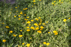 Taraxacum officinale