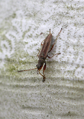 Paromius longulus