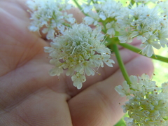 Oenanthe pimpinelloides