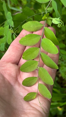 Lathyrus polyphyllus, photograph (c) Michele Karmartsang, some rights reserved (CC BY)
