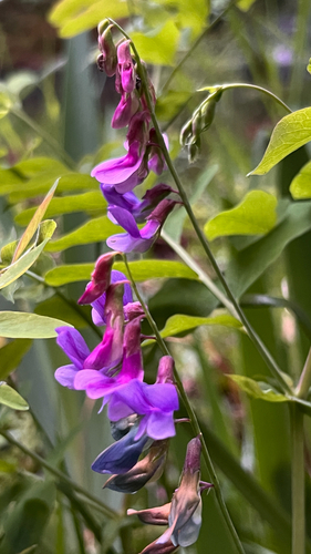 Lathyrus polyphyllus, photograph 3