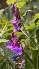 Lathyrus polyphyllus, photograph (c) Michele Karmartsang, some rights reserved (CC BY)