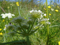 Oenanthe pimpinelloides