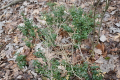 Buxus sempervirens