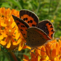 Lycaena phlaeas hypophlaeas