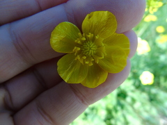 Ranunculus neapolitanus