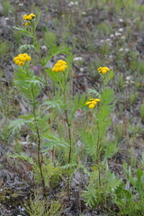 Tanacetum vulgare boreale