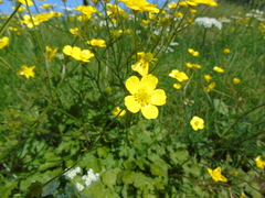 Ranunculus neapolitanus