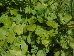 Ranunculus neapolitanus