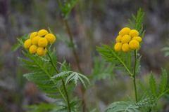 Tanacetum vulgare boreale