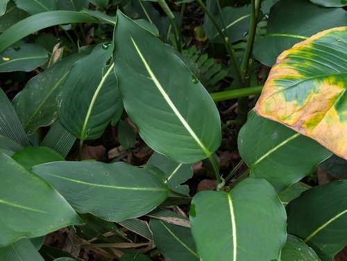 Dieffenbachia seguine, 2026-05-06