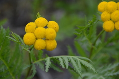 Tanacetum vulgare boreale