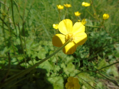 Ranunculus neapolitanus