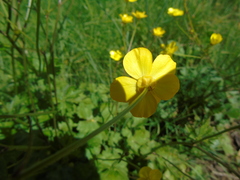 Ranunculus neapolitanus