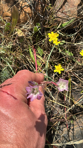 iNaturalist observation photo of Annual Checkerbloom