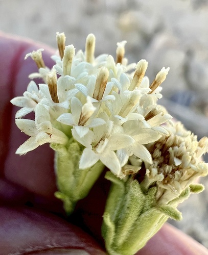 Chaenactis xantiana observed 2026-05-06