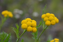 Tanacetum vulgare boreale