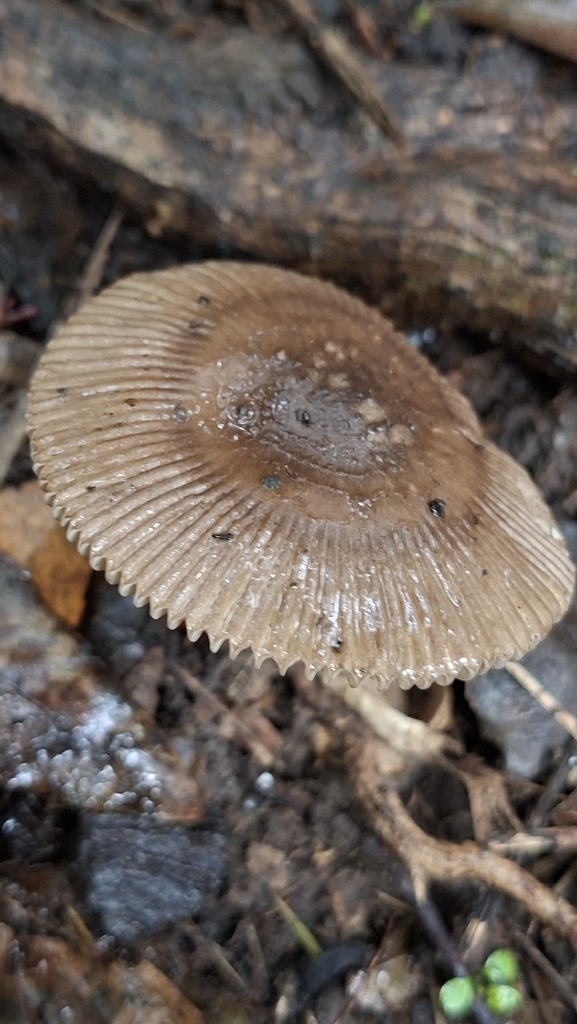 Amanita pekeoides · May 2026 · photo: © bigfarma2017 (iNaturalist, cc-by)