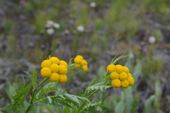 Tanacetum vulgare boreale