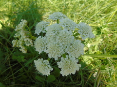 Oenanthe pimpinelloides