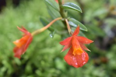 Fernandezia subbiflora