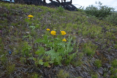 Tanacetum vulgare boreale