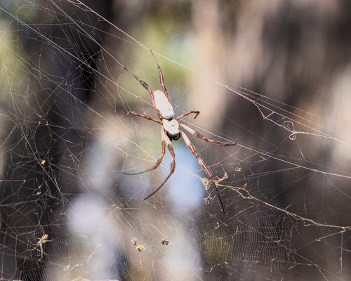 Australian Golden Orbweaver