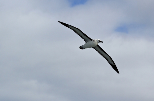 Albatros picofino (Thalassarche chlororhynchos)