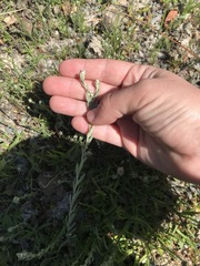 Micropus californicus