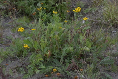 Tanacetum vulgare boreale