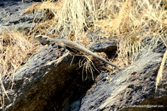 Laudakia tuberculata