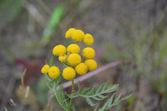 Tanacetum vulgare boreale