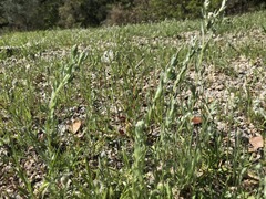 Micropus californicus