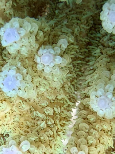 Acropora hyacinthus observed 2026-04-28