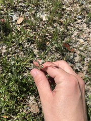 Micropus californicus