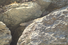 Laudakia tuberculata