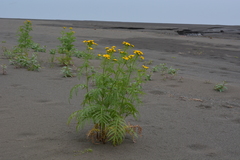 Tanacetum vulgare boreale