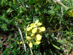 Enarthrocarpus arcuatus