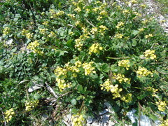 Enarthrocarpus arcuatus