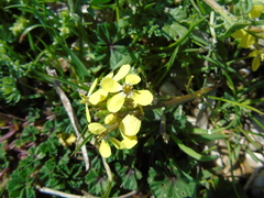 Enarthrocarpus arcuatus